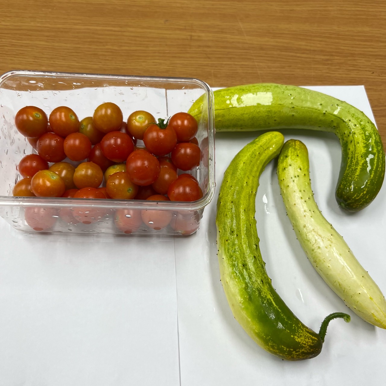 원예치료동아리 토마토, 오이 수확